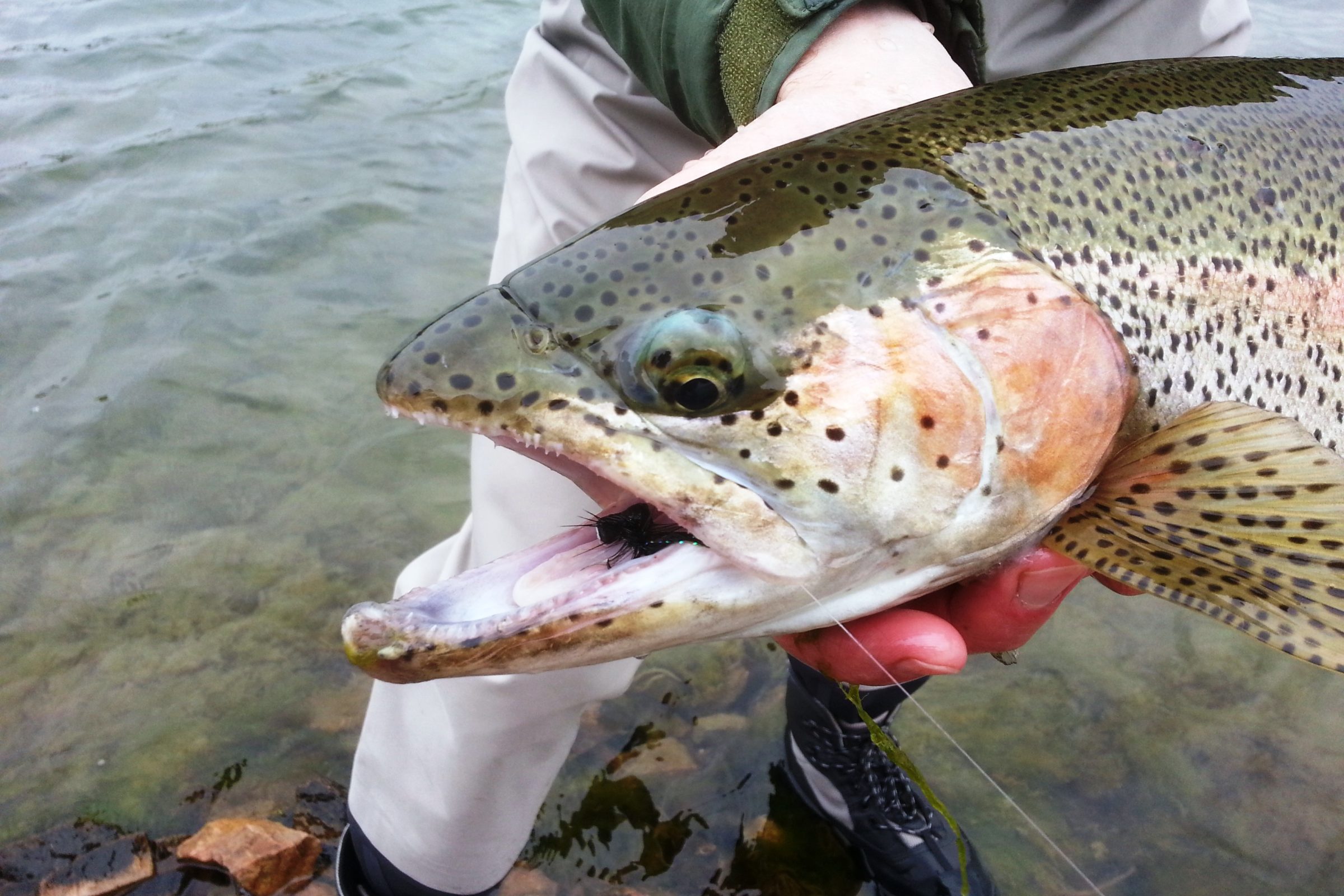 Home Fly Fishing Academy